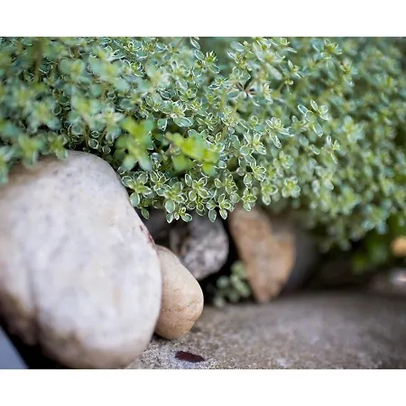 Vinny Sklep Daire Moravská Nová Ves